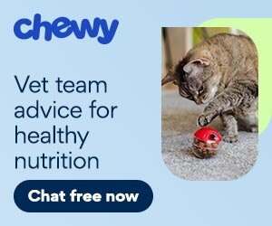 CWAV CAT Vet Team Advice for Healthy Nutrition